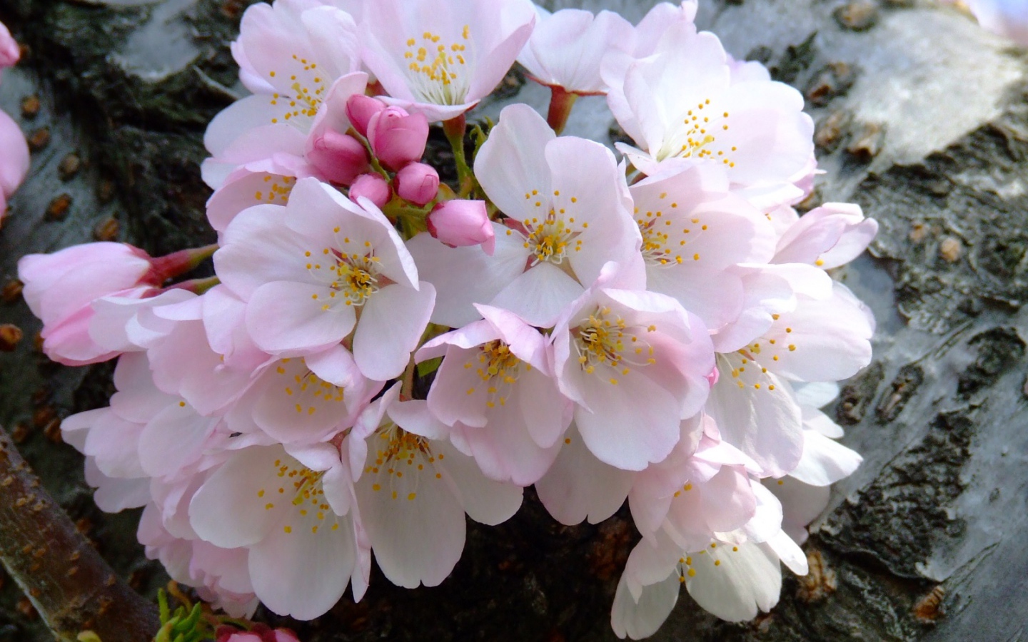 Цветущий букет