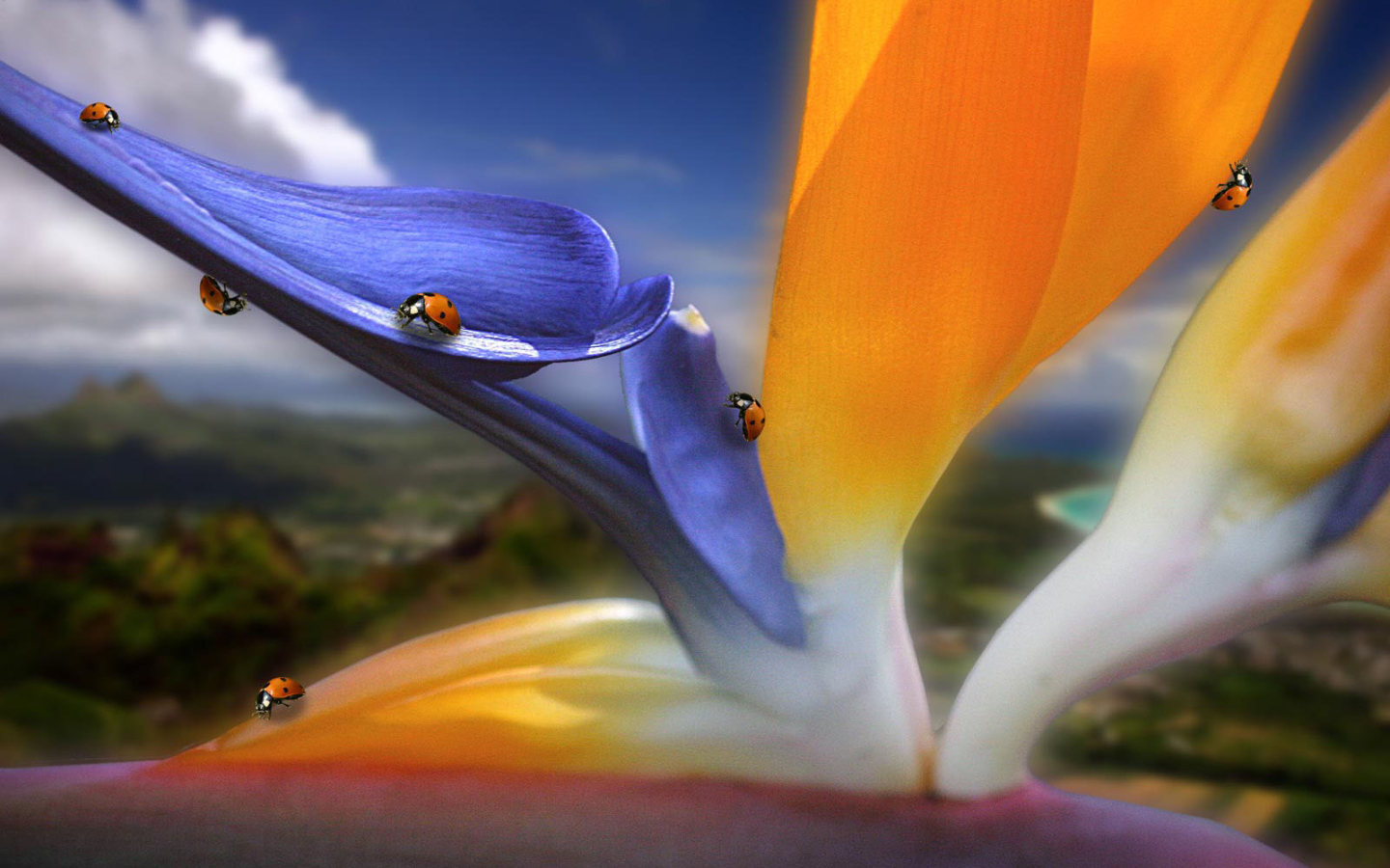 Жучки на цветах