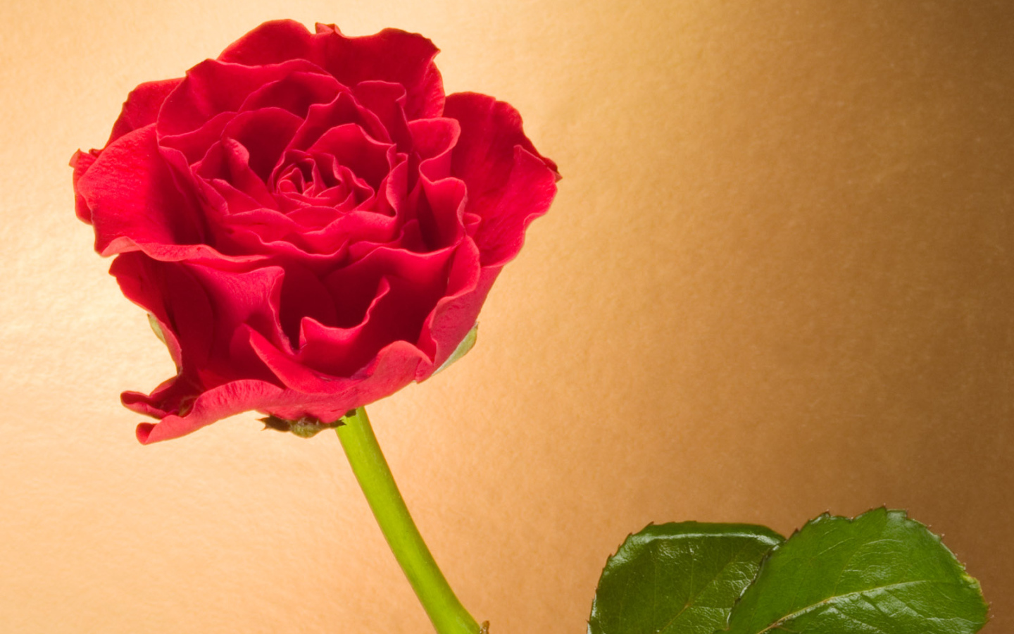 Вьющаяся Красная роза, Цветы