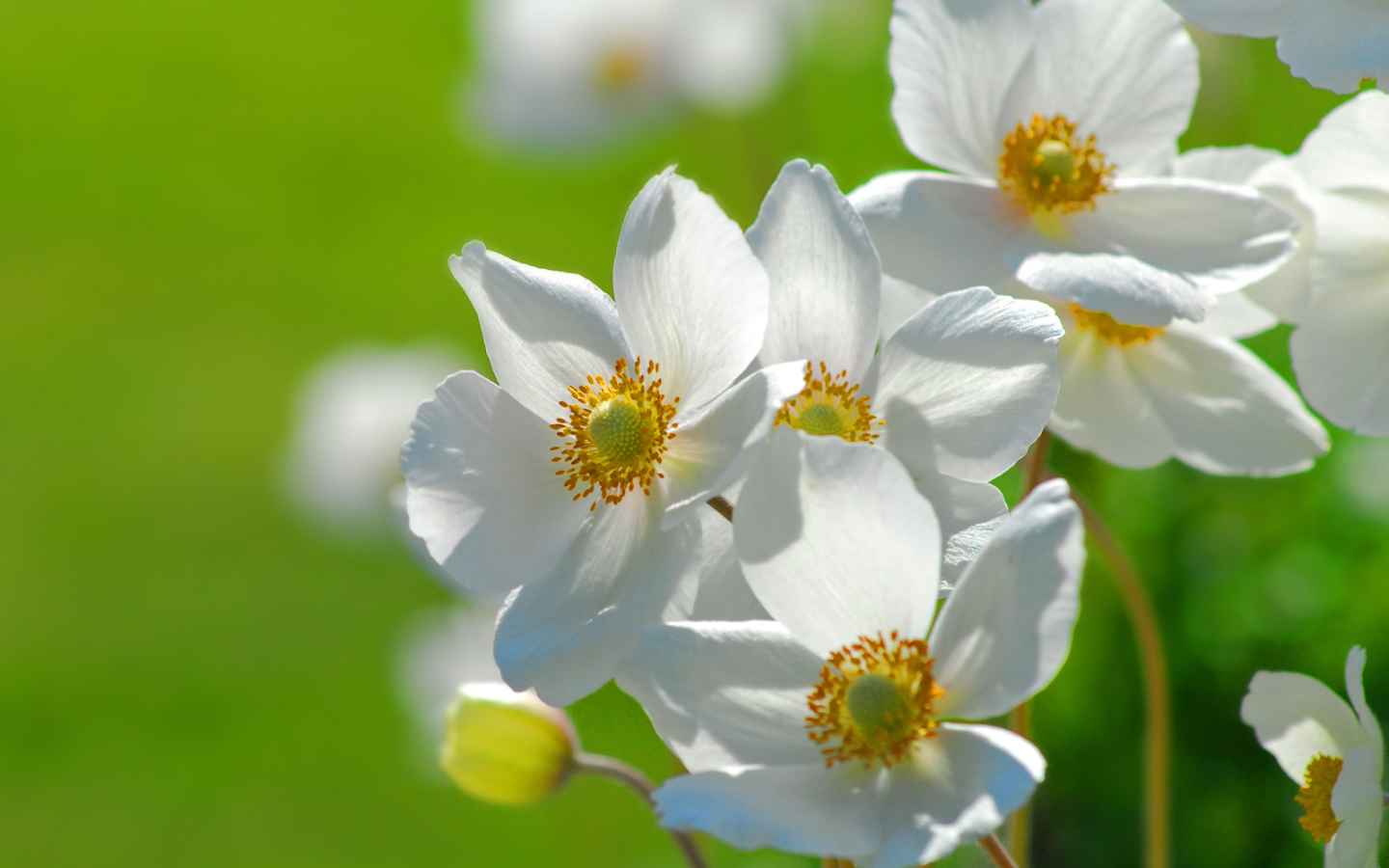 Цветы на траве, Цветах