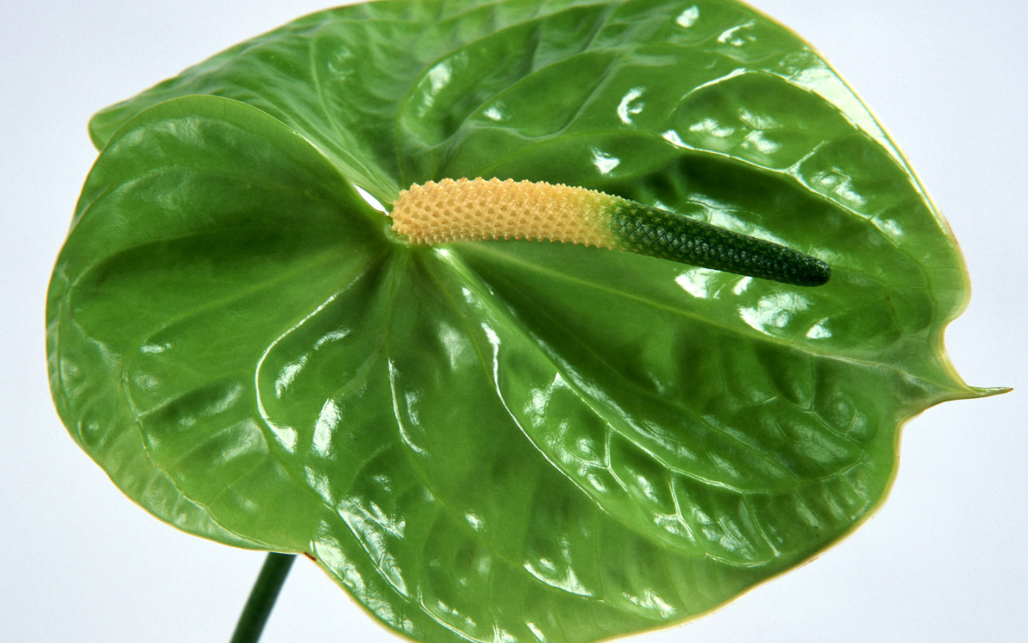 Зеленый Anturium, Цветы