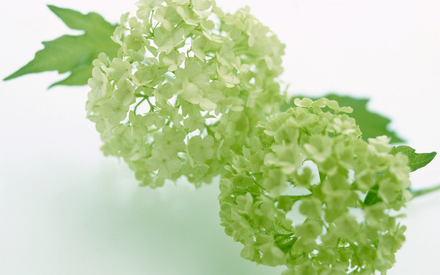 Зеленый, Цветы