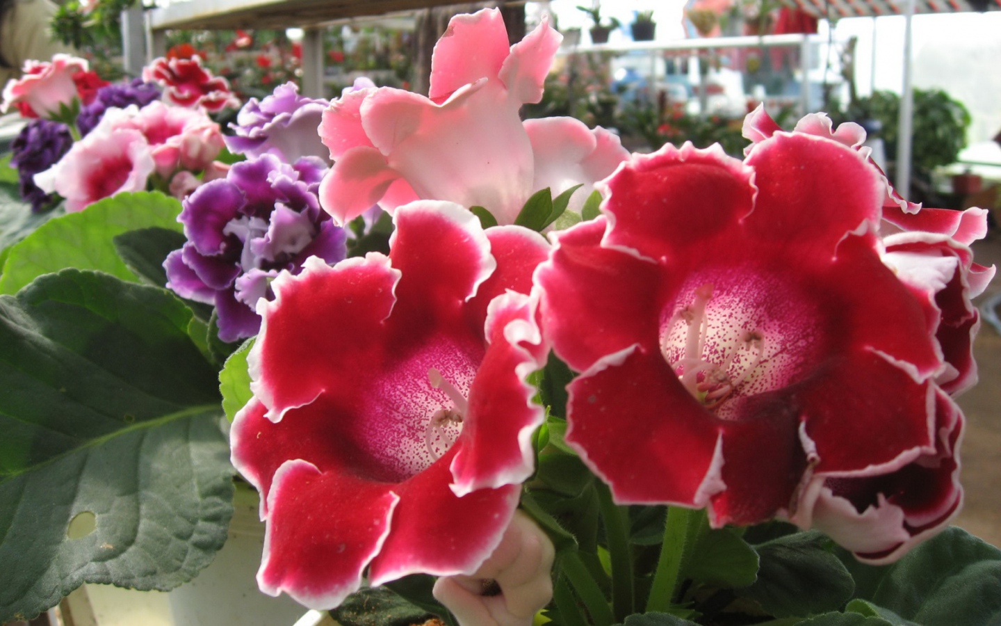 Розы Японии, Цветы