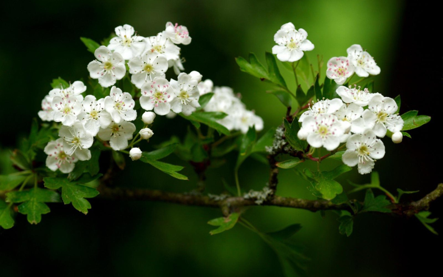 Волшебный расцвет, Цветы