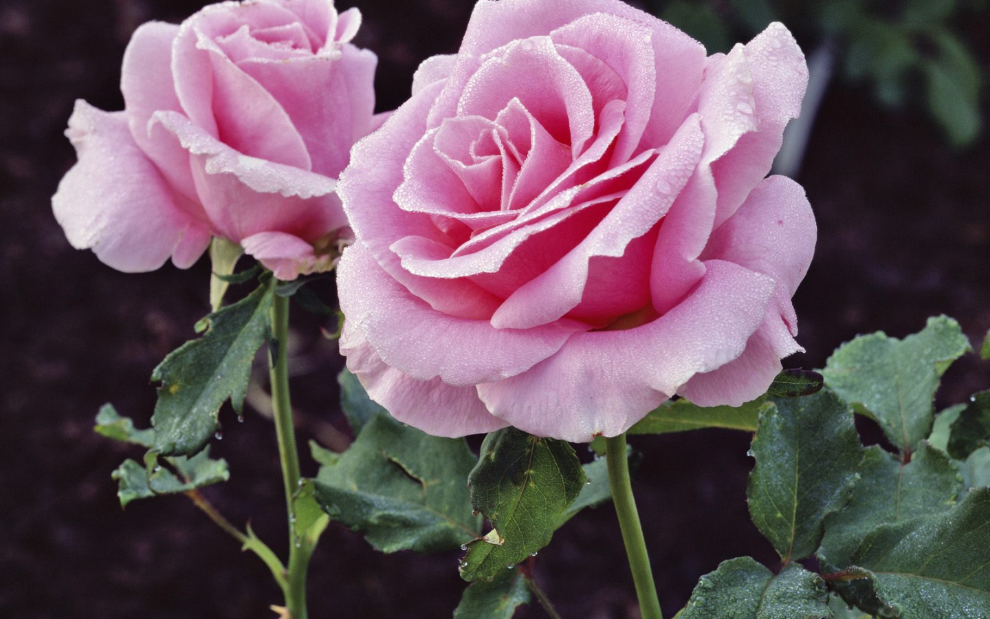 Удовольствие и Страдание, Цветы