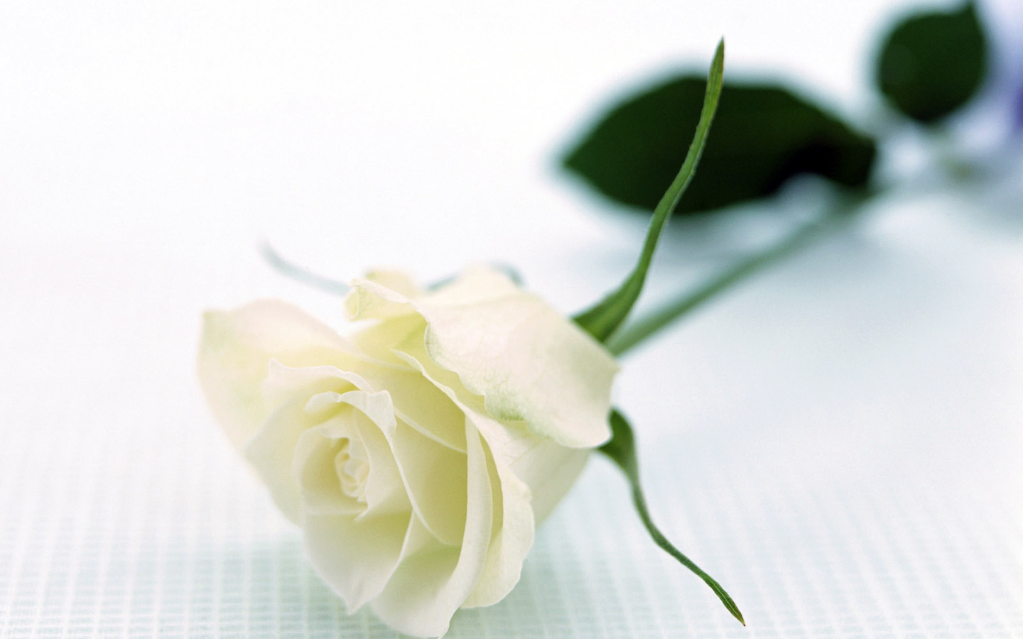 Отдых с розой