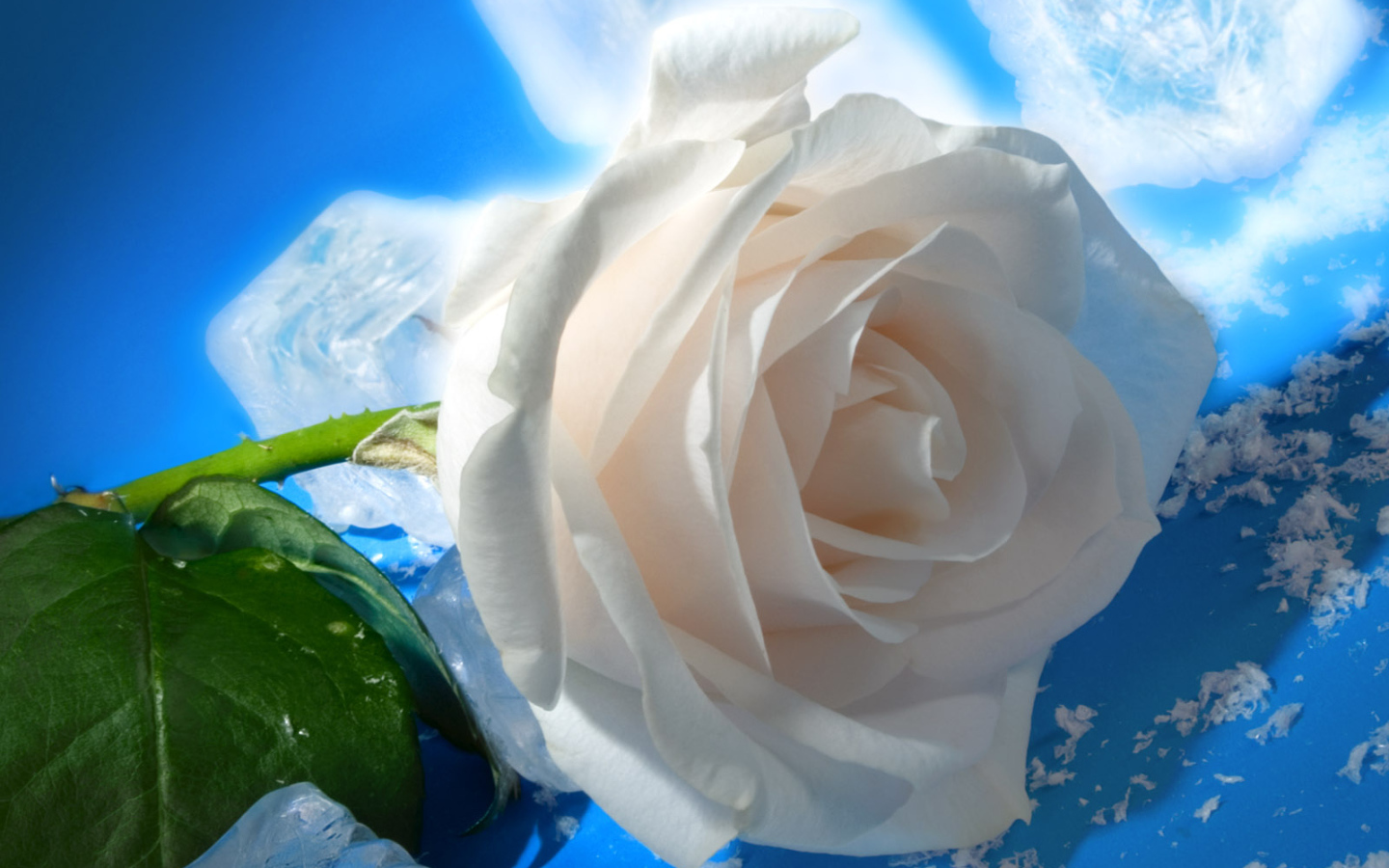 роза и Лед, Цветы