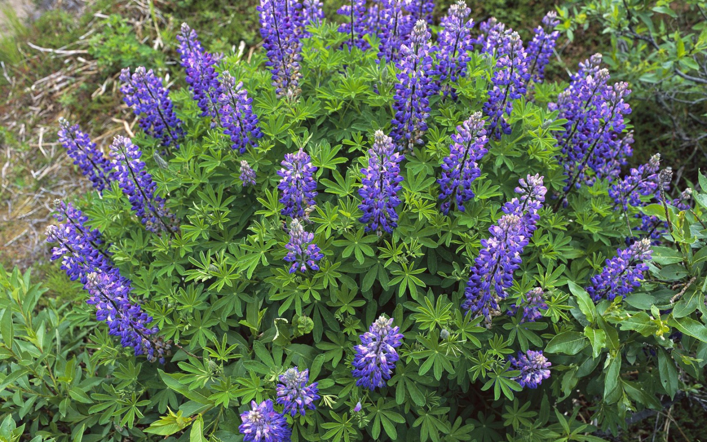 Королевский расцвет, Цветы