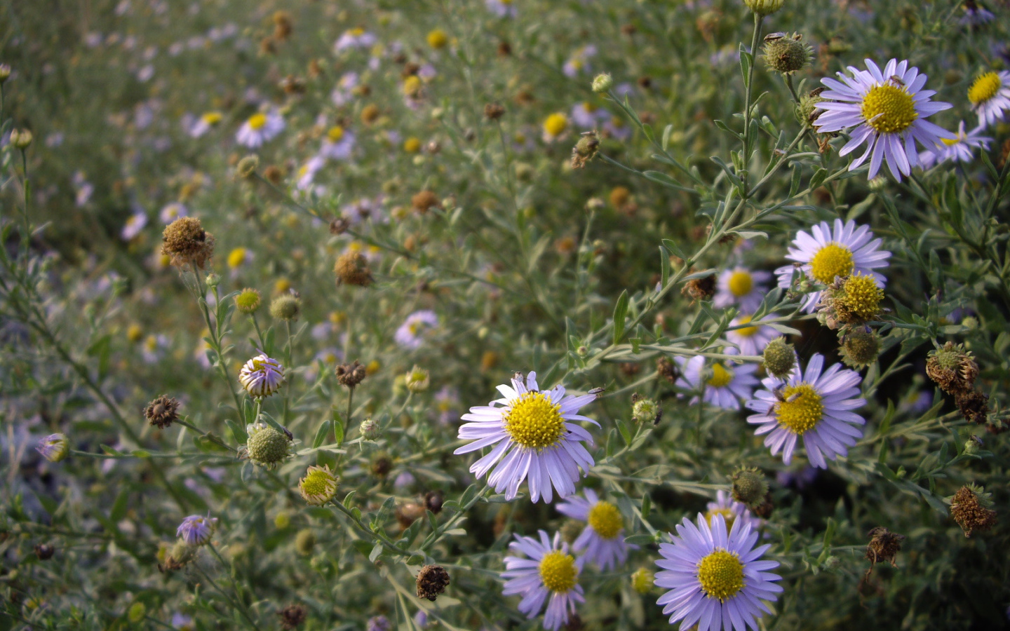 Маленькие Цветы