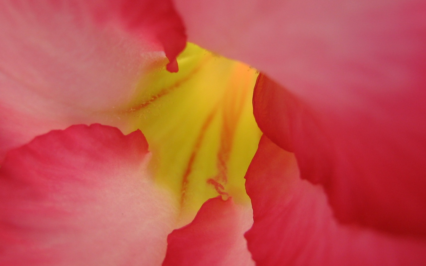 Под лепестками, Цветами