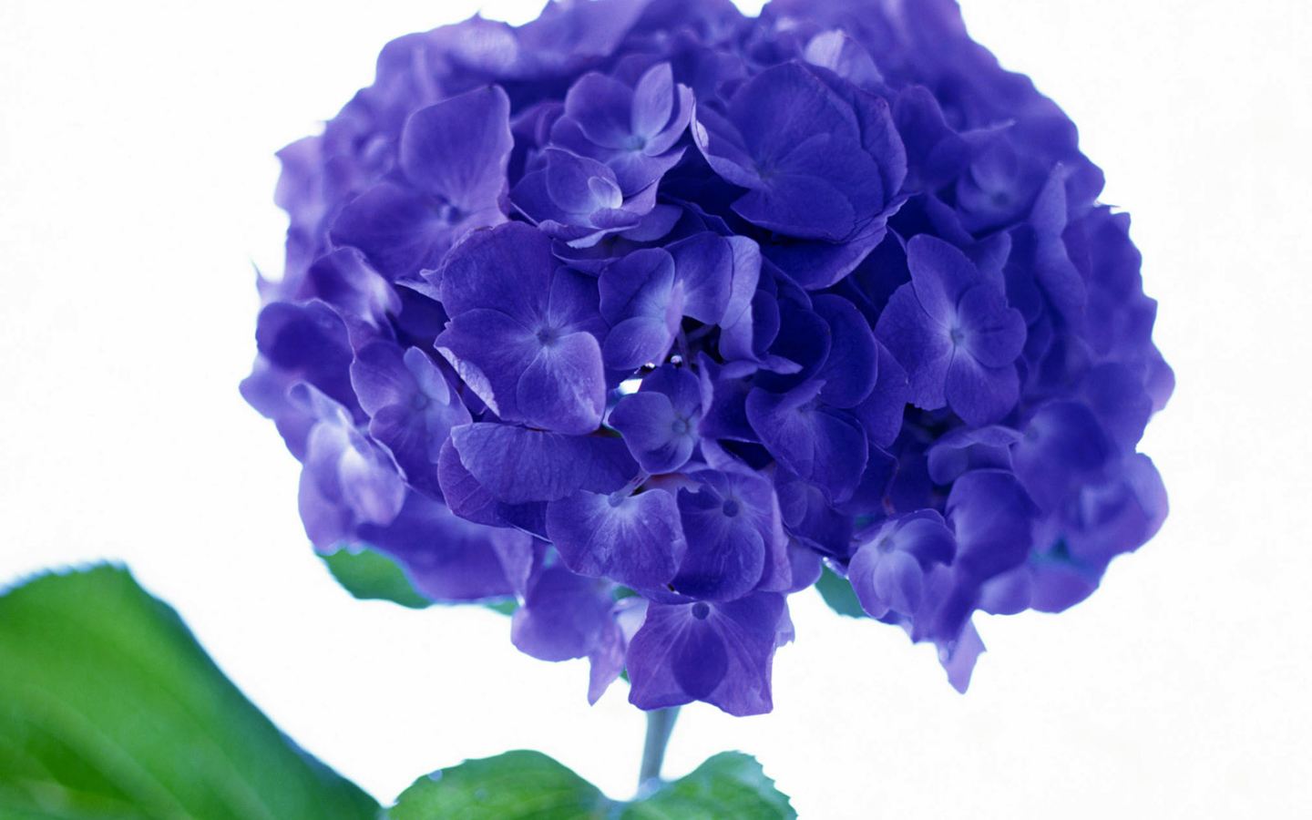 Фиолетовый цветок, Цветы