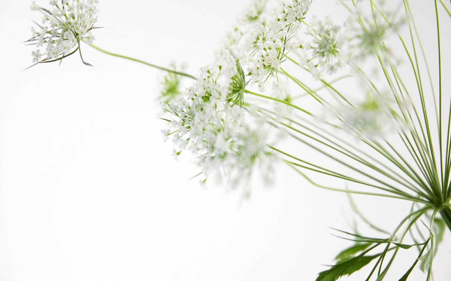 белые цветы, Цветы