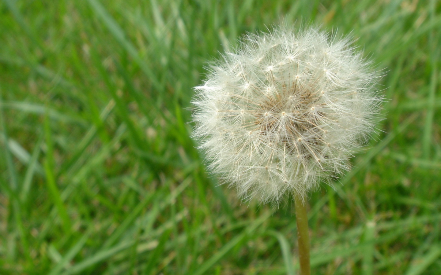 Одуванчик