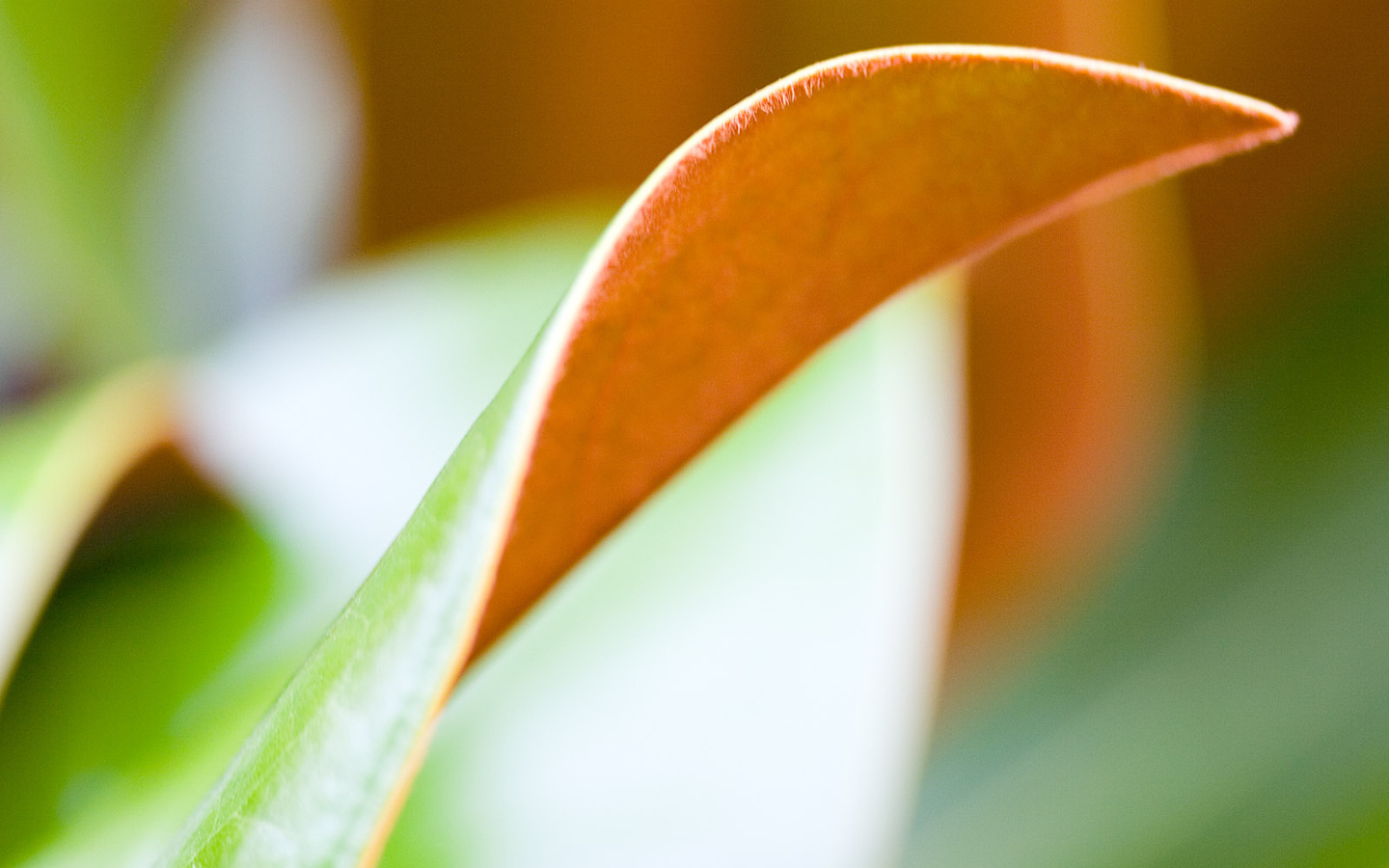 Двойной лист