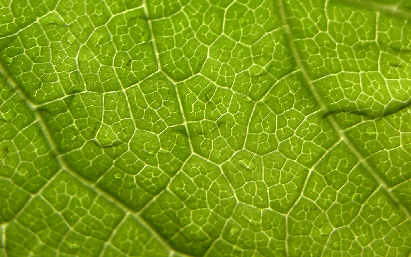 Волны листа