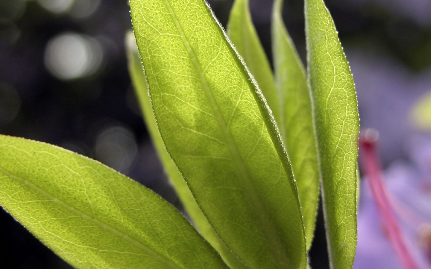 Листья в свете