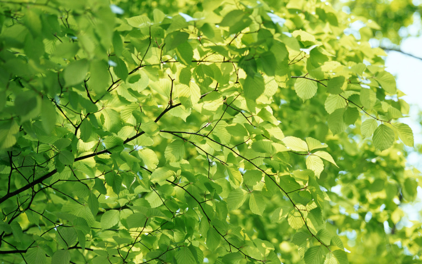 Естественный зеленый цвет природы