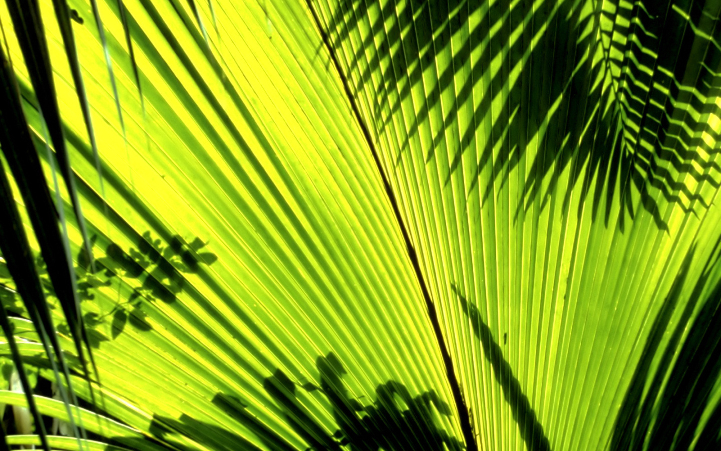 Тени листьев