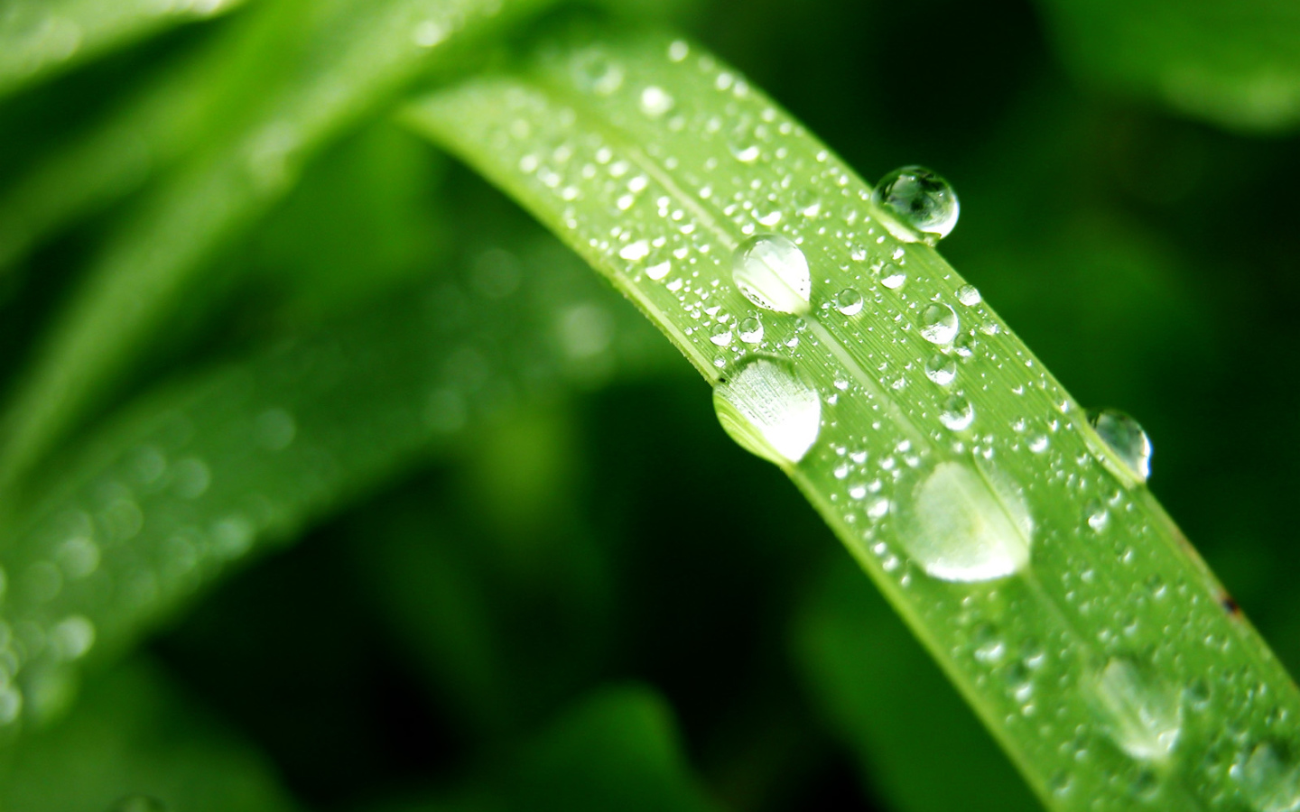 Влажный лист