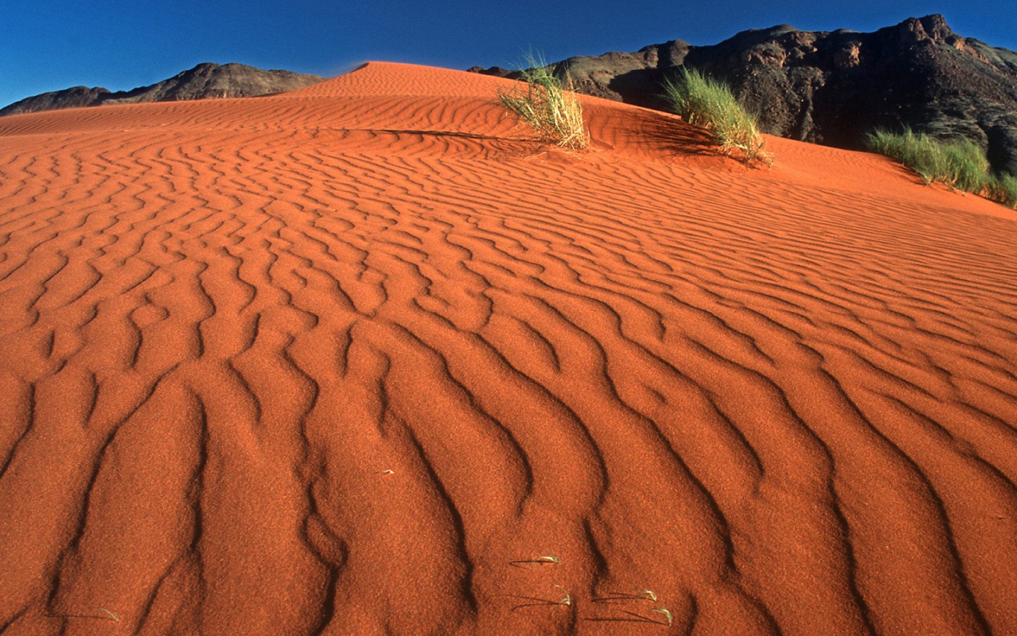 Следы на Дюне / Заповедник Рэнда Namib / Намибия / Африка