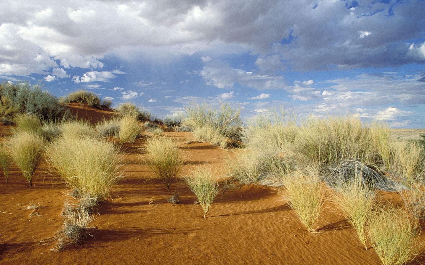 Kgalagadi Зарубежный Парк / Южная Африка
