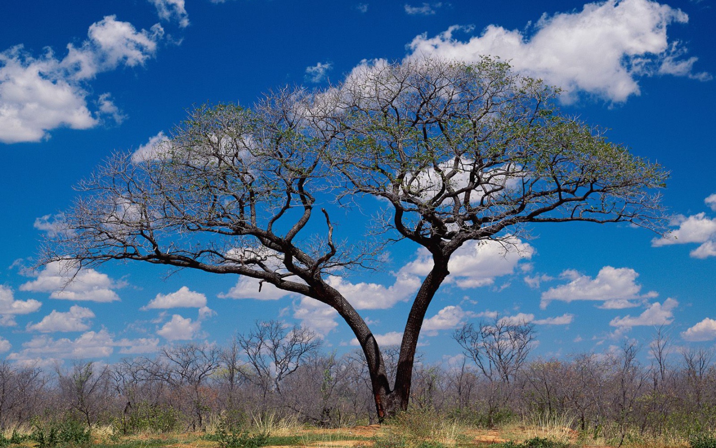 Шакаве / Ботсвана / Африка