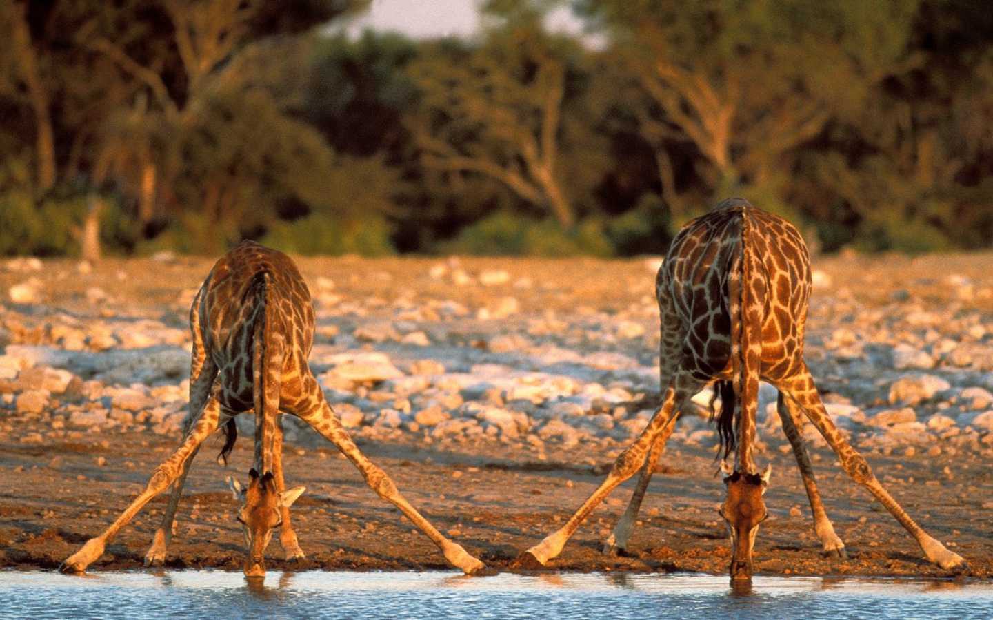 Измученные жаждой Жирафы / Etosha Национальный Парк / Намибия / Африка