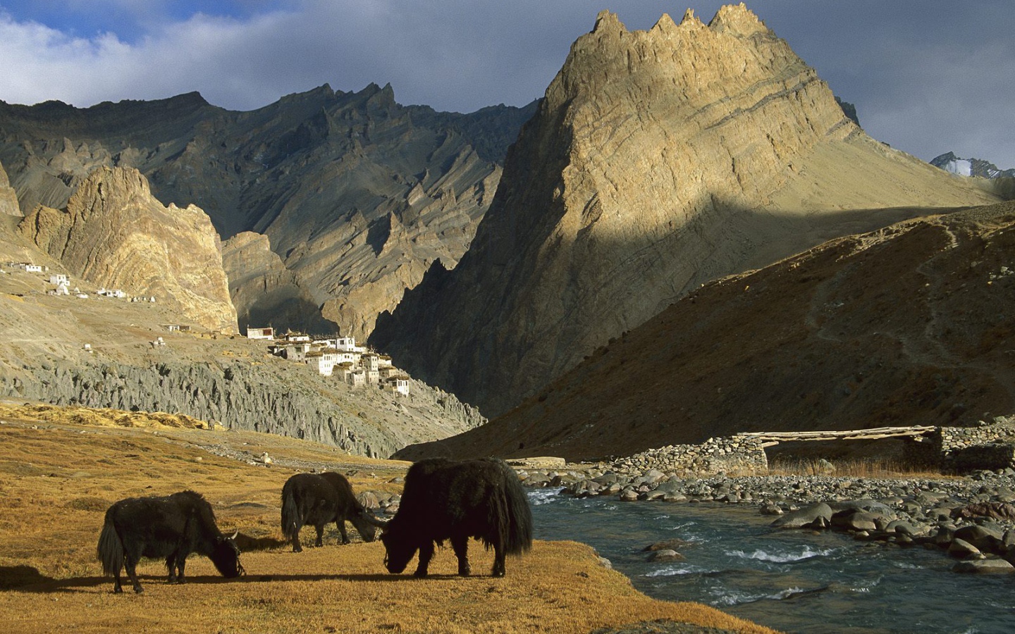  Яки / Рядом с Деревней Фотоскар / Ладакх / Индия
