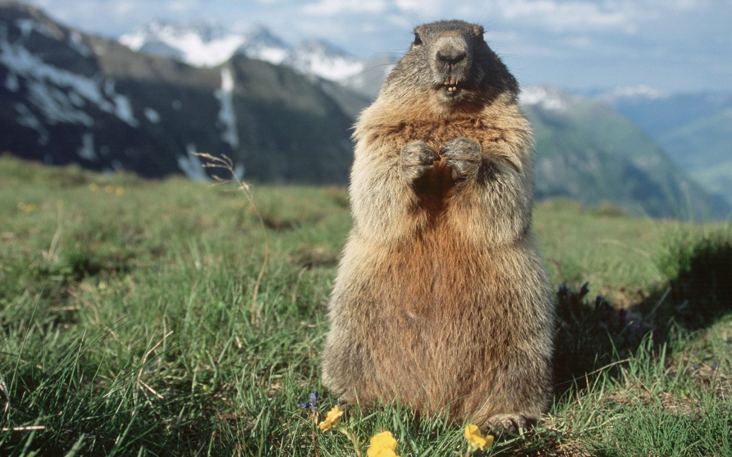 Альпийский Сурок, Hohe Tauern
