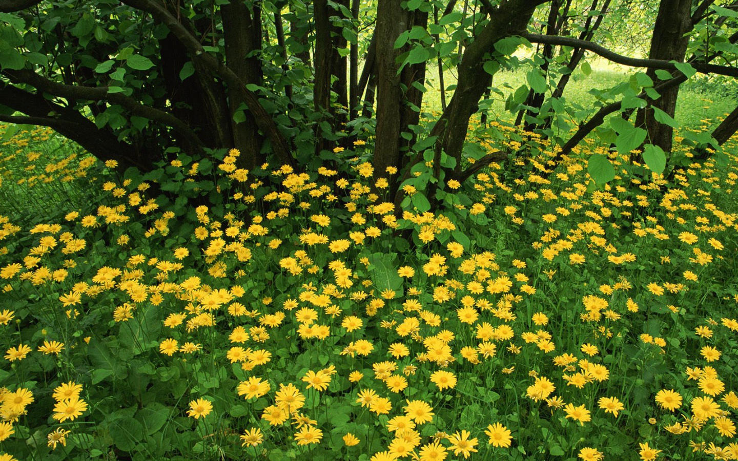 Leopardsbane цветы в Шотландии