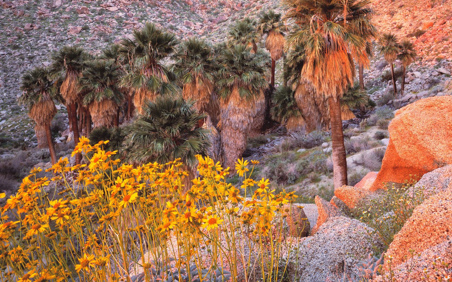 Brittebush в Восходе солнца США