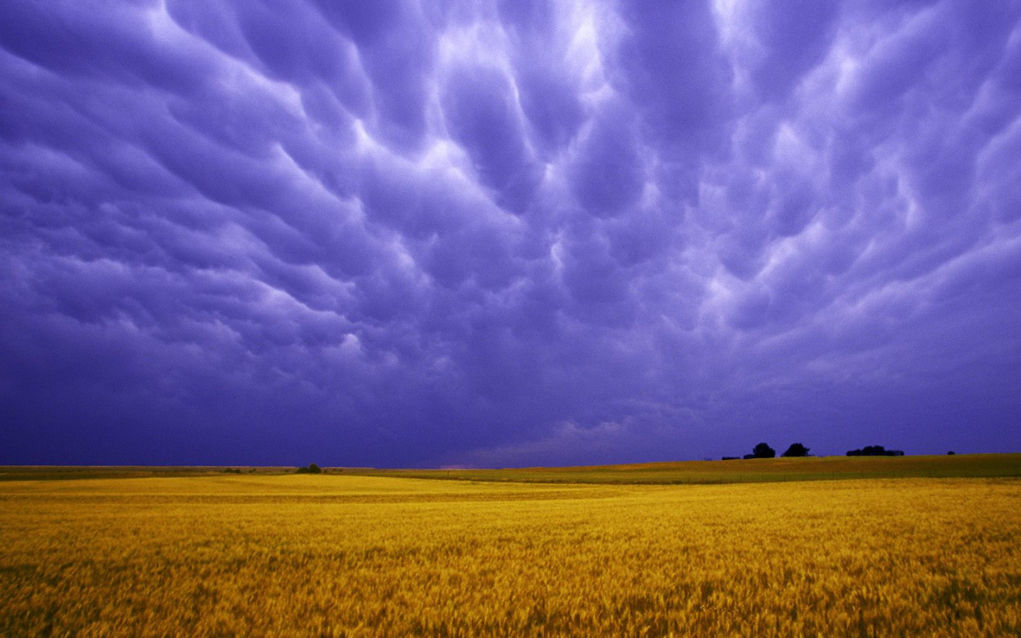 Поля Янтарных Зерен США