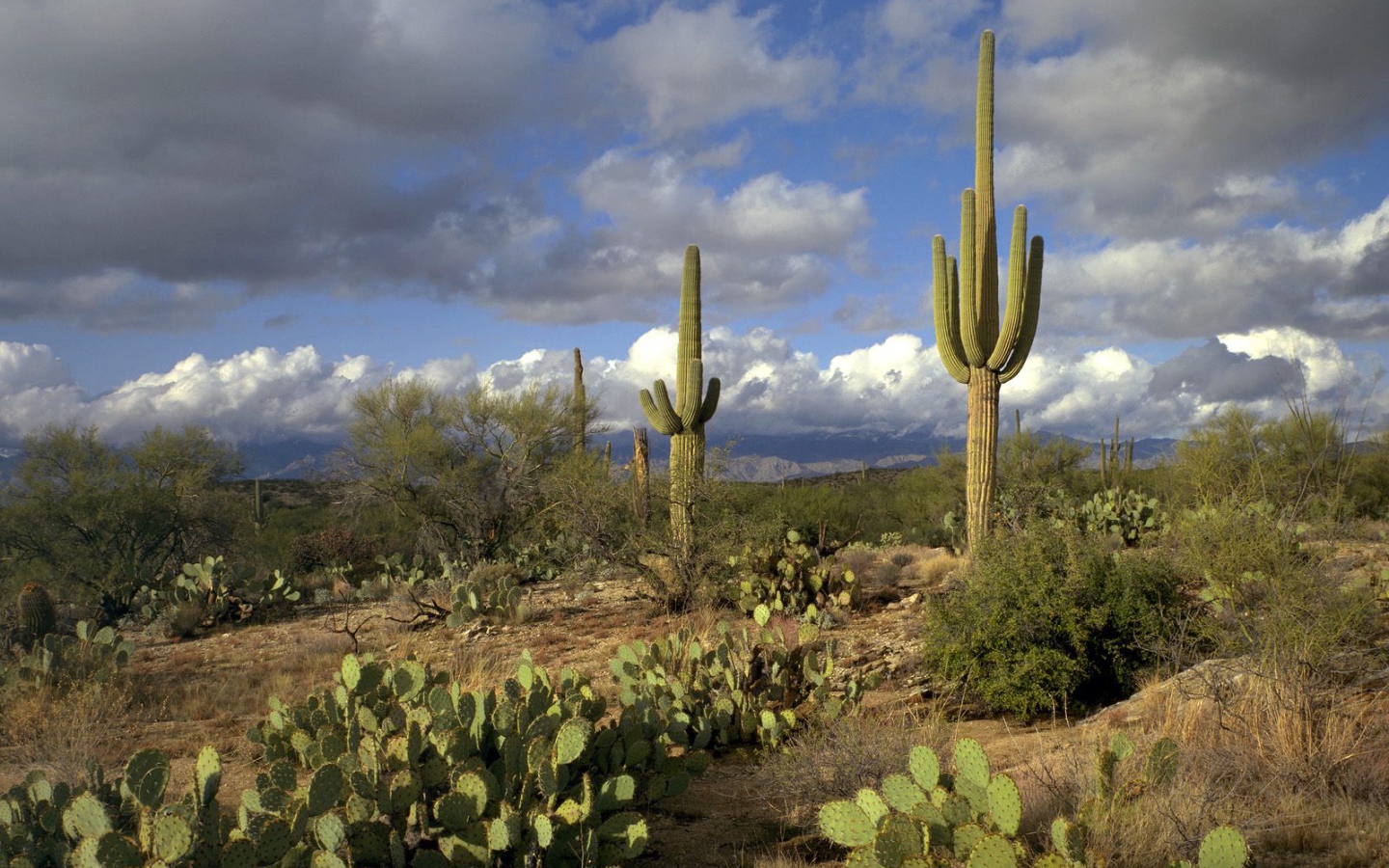 Сагуаро Национальный Парк / Аризона / США