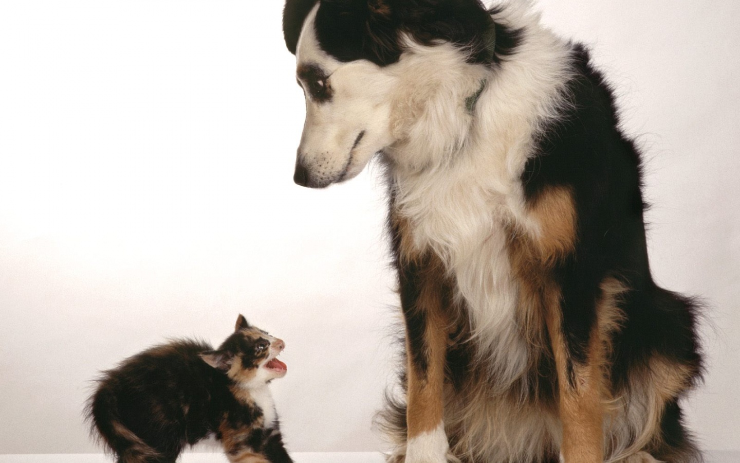 Превед блохастый