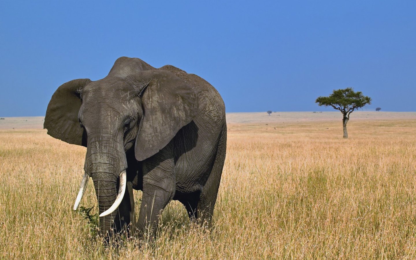 Африканский слон