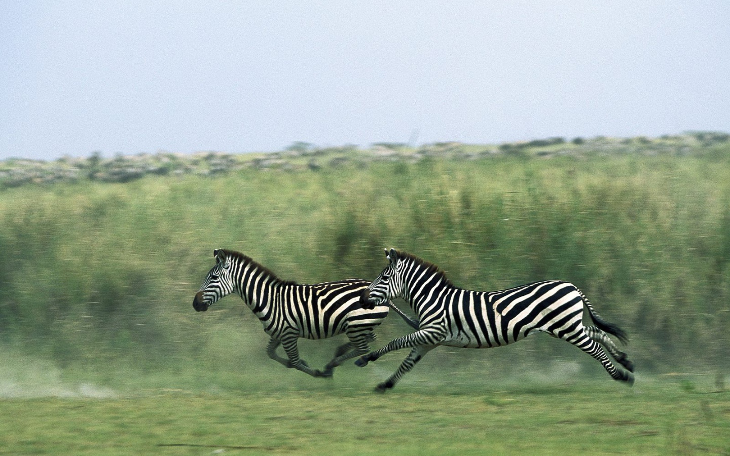 Полосатые зебры