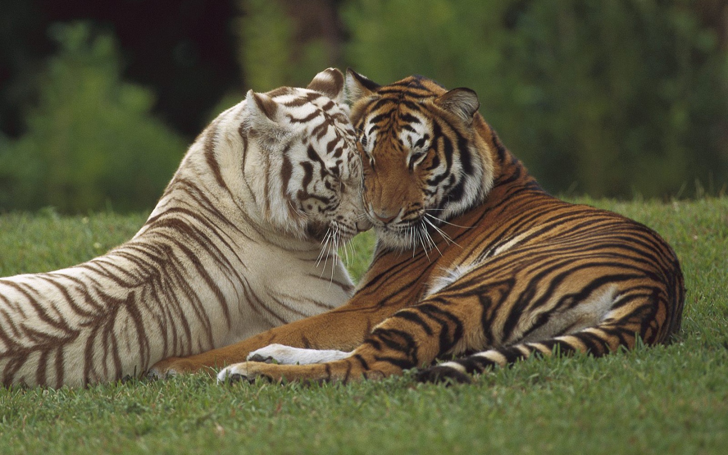 Тигр и тигрица