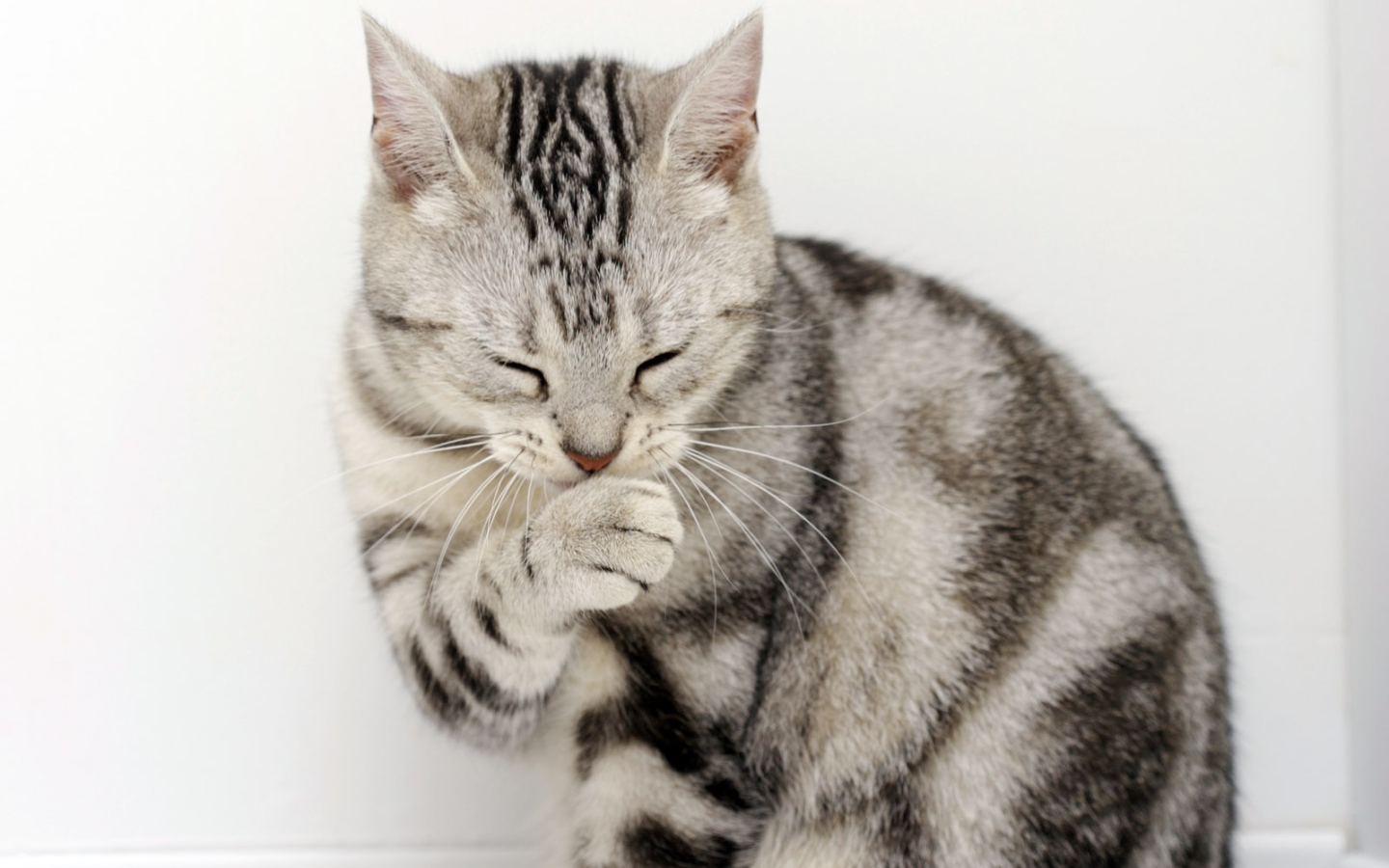 Кот сметанный рот