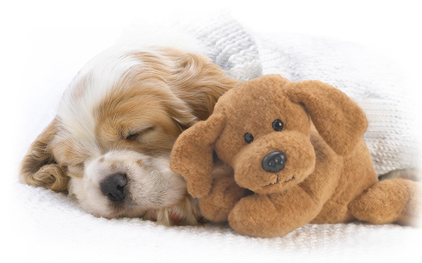 Красивый пес