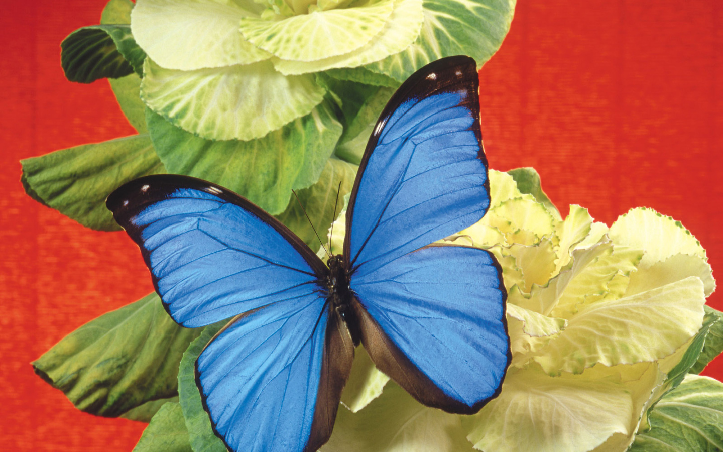 Бабочка на капусте