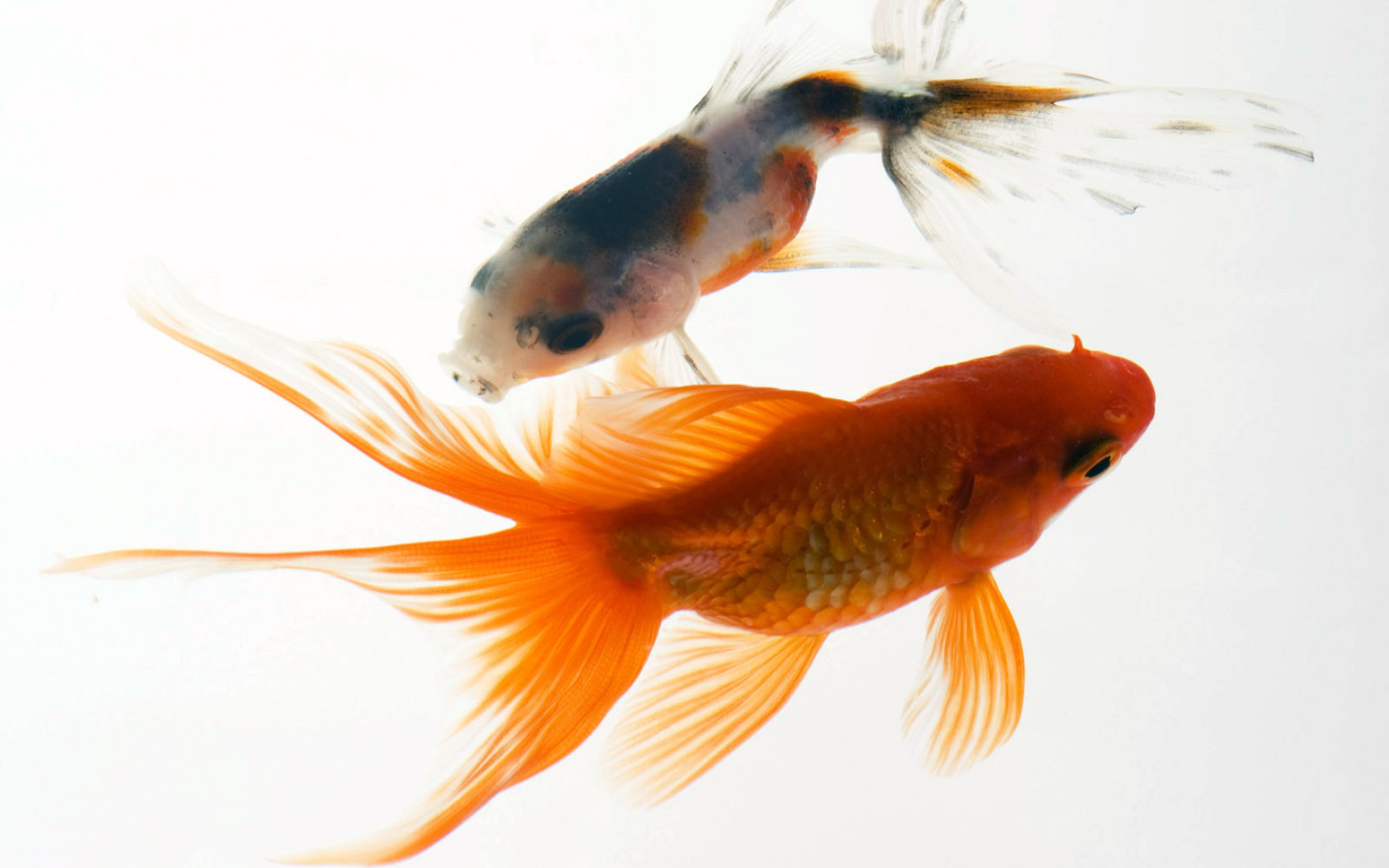 Аквариумные рыбки