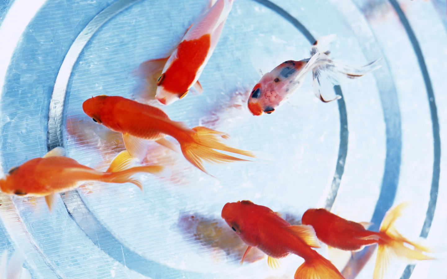 Золотые рыбки на дне аквариума