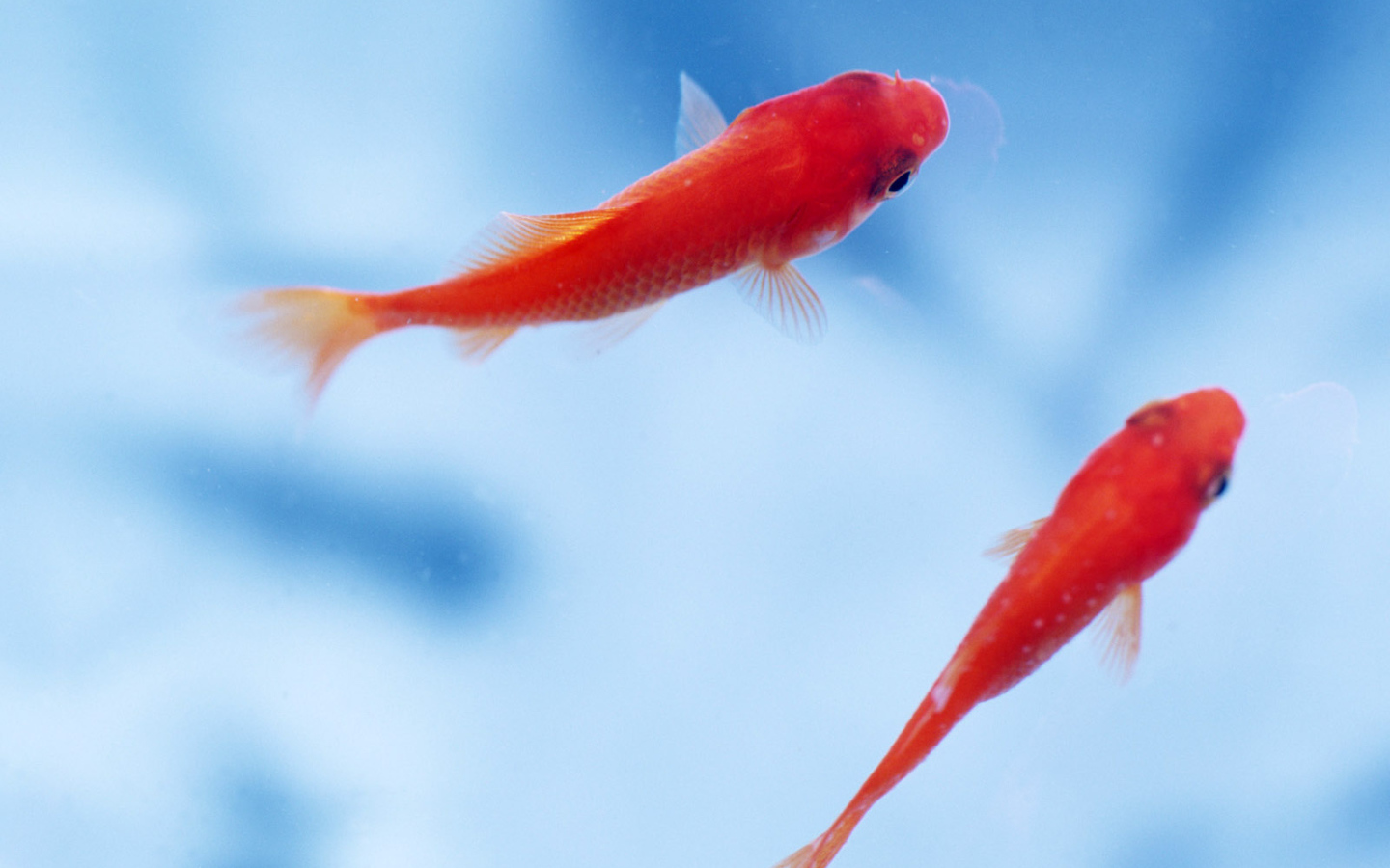 Маленькие рыбки