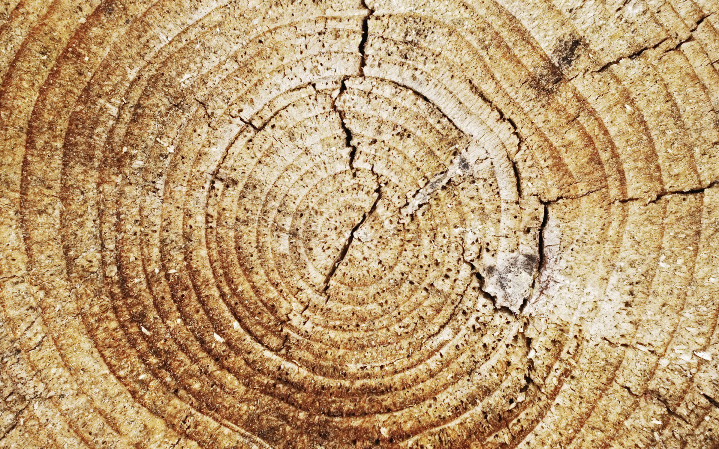 Кольца дерева