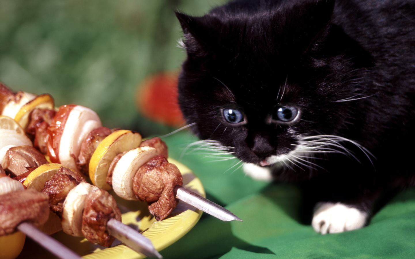 кот любитель барбекю