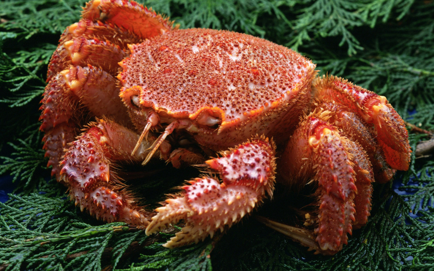 Большой краб