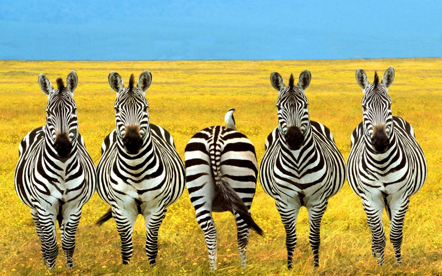 Полосатый баланс