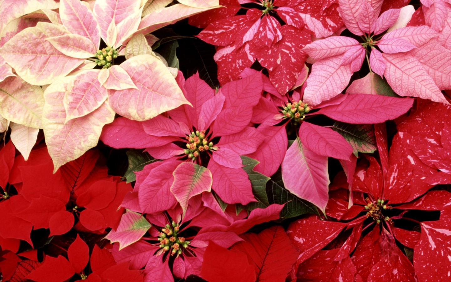 Красивые цветы приятным женщинам