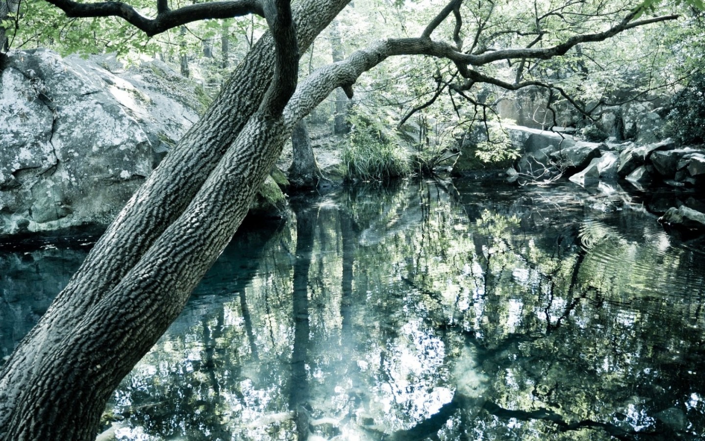 Чистое озеро в лесу