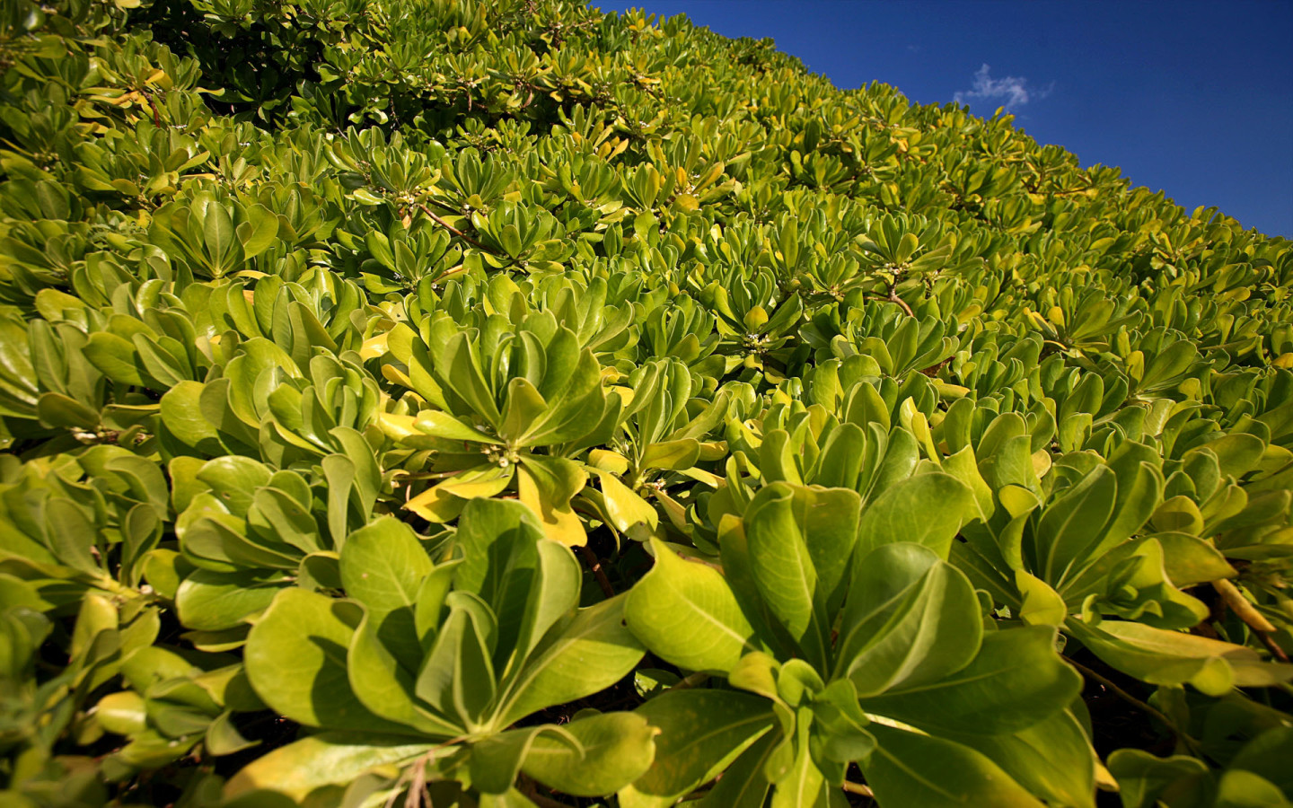 Зеленая пелена